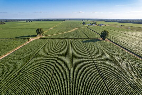 Aerial View of Green Cotton Fields with Geometric Patterns