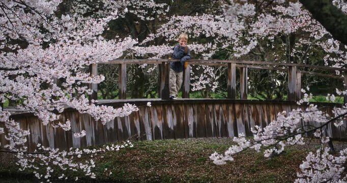 Lone boy on Japanese wooden bridge looking over it while surrounded by spring cherry blossom trees