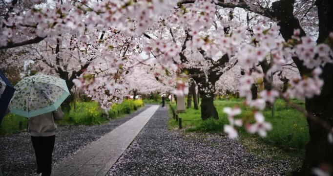 Slow motion shot of spring cherry blossom trees and people with umbrellas - steady cam shot