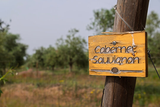 Schild mit der Aufschrift Cabernet Sauvignon im Weinfeld