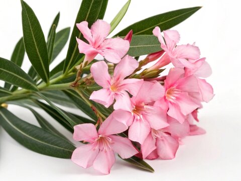 Nerium &ndash; Pink nerium oleander clustered trumpet-shaped blossoms with glossy leaves, isolated on white background