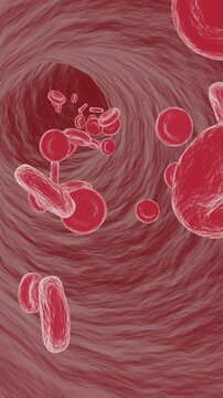 Vertical Video &ndash; Red Blood Cells Moving Inside Artery &ndash; Erythrocytes Flow in Human Circulatory System, Seamless Loop 3D Animation