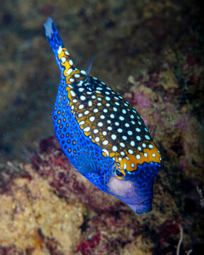 Boxfish