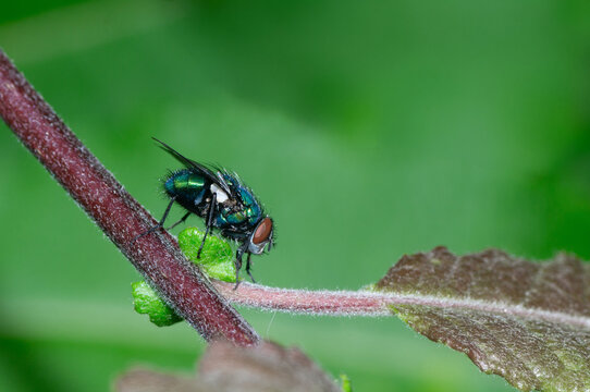 Greenbottle Fly Macro on Plant Stem