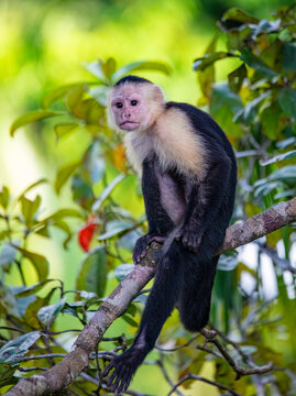 Capucin monkey