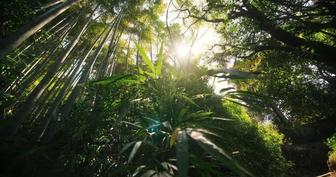 Low shot of silhouetted bamboo grove, bushes and trees - steady cam shot