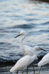Obraz premium Snowy egret standing at shoreline with flock