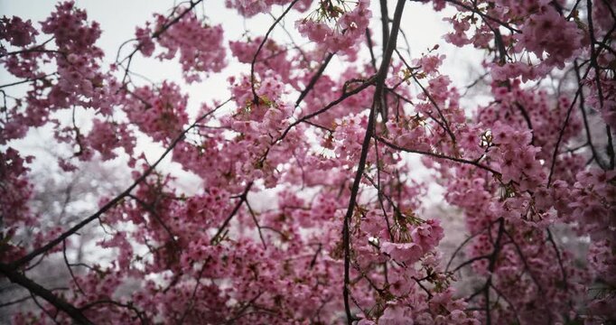 Rain on beautiful spring cherry blossom branches - steady cam slow motion closeup shot