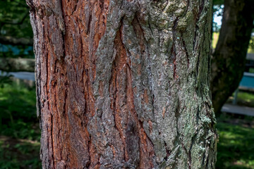 Obraz premium Scots pine trunk bark detail with vertical orange-brown plates