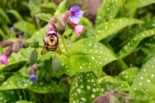 Bumble bee pollinating a Lungwort flower. 