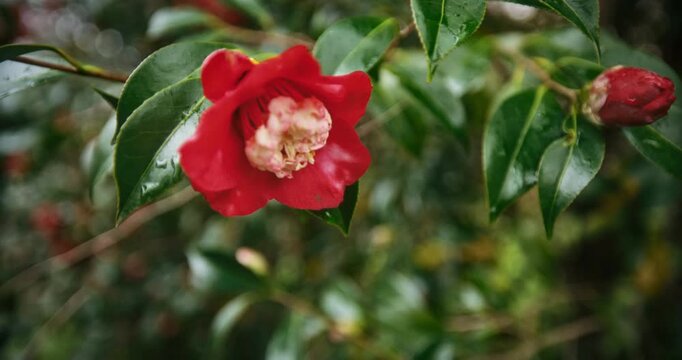 Beautiful camellia flower - closeup shot