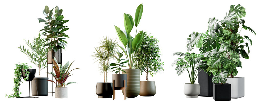 3D render of houseplants collection isolated on transparent background