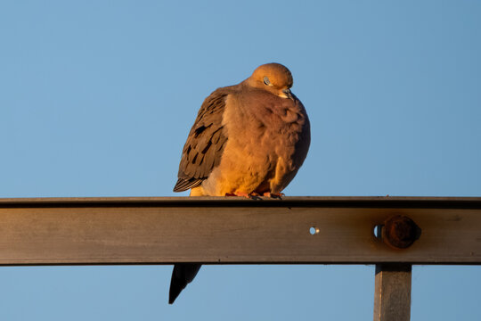 The too early in the morning mourning dove.