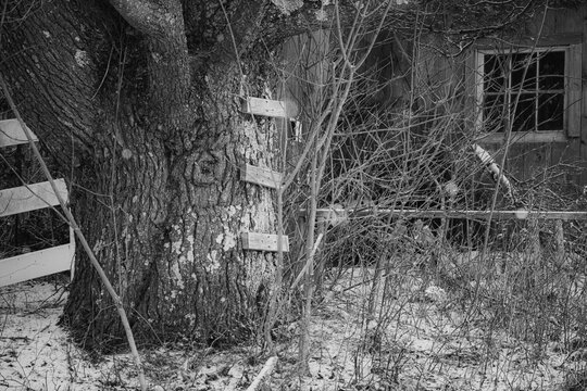 A large tree by an old abandoned house was once the center of childhood play long long ago.
