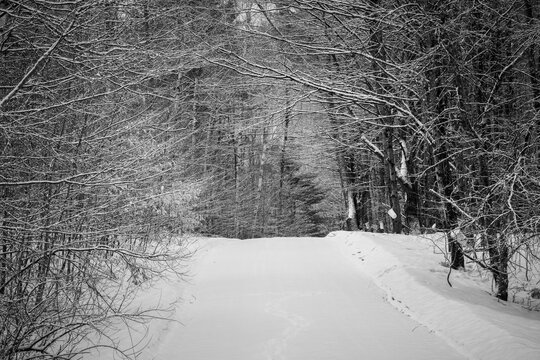 A snow-covered drive descends down through the still trees.