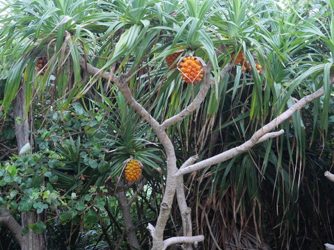 Ripe Adan Fruits (Pandanus odorifer) Growing Along Coastal Vegetation on Miyako Island, Okinawa, Japan
