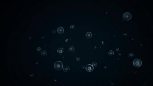 Plankton macro close-up transparent spheres slow motion