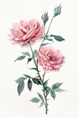 Obraz premium Light pink roses watercolor painting flowers.