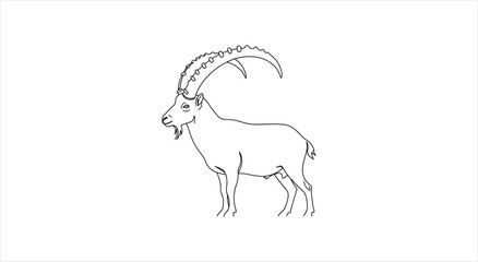 Detailed Line Drawing of an Ibex with Majestic Curved Horns. © Gustavo
