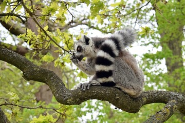 Obraz premium Ring-Tailed Lemur Feeding While Perched on a Tree Branch