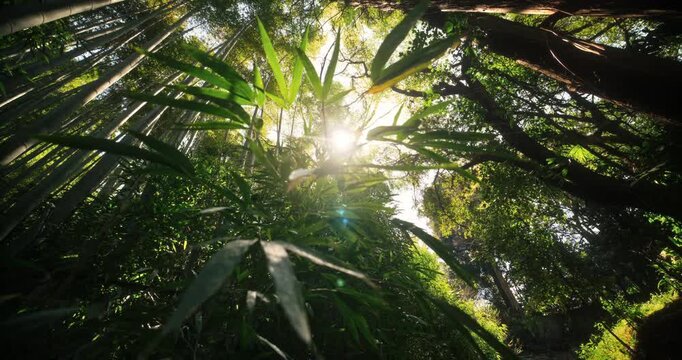 Bamboo thicket and other green foliage - low, slow motion shot