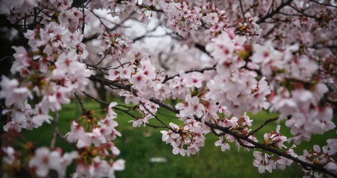 Closeup, slow motion shot on spring cherry blossom branches in Japanese park
