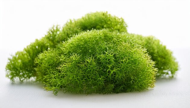 macro photo of raw organic irish sea moss chondrus crispus on white