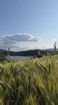 Wheat ears swaying in wind with lake and mountains in background. Summer agricultural landscape with grain field, blue sky and clouds. Farming, harvest and nature concept, rural scenery, b-roll