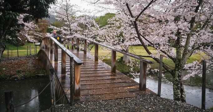 Boy running quickly across wooden bridge over stream near spring cherry blossom trees in Japan - steady cam shot