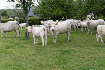 Fototapeta premium Dairy cows graze among apple trees in Normandy orchard, producing milk for camembert, livarot, pont leveque cheese and cider in this picturesque traditional farm landscape