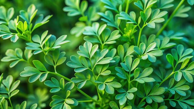 Herb rue leaves in close up