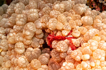 Hairy red Orangutang Crab, latin name, hides in polyps of soft coral on a tropical coral reef © Pete Niesen Photo