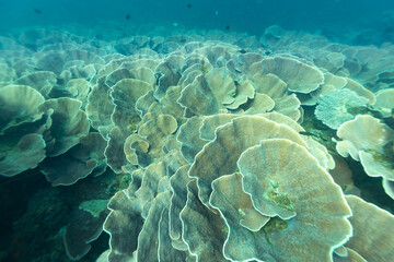A large colony of Plate Coral (Turbinaria reniformis) thrives in clear blue ocean waters. © Pete Niesen Photo