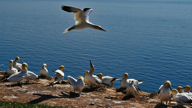 Flock of Northern gannet (latin name: Morus bassanus) nesting on a coastal cliff with one bird flying over the blue ocean
