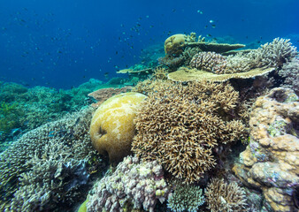 A vibrant coral reef teeming with small fish in clear blue ocean water. © Pete Niesen Photo
