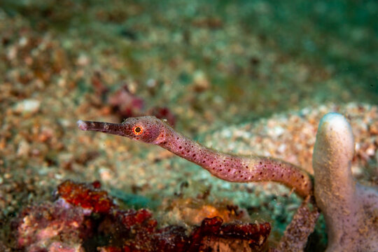 A pipefish (Syngnathinae) swims near coral reef.