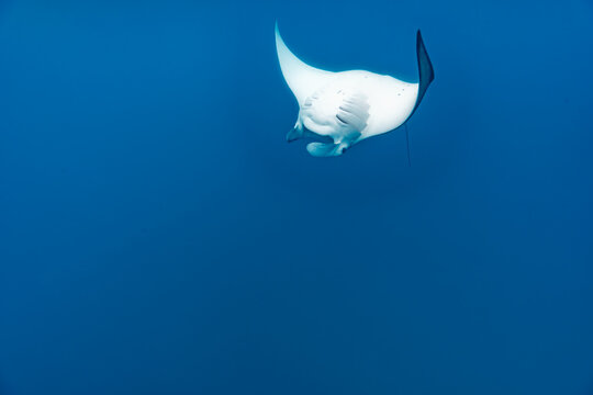 Manta ray, Mobula alfredi,