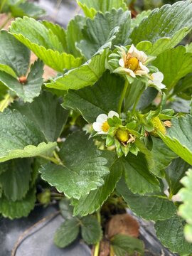 Close up of strawberry plant with white flowers blossom and young growing green fruit on a local U-pick farm patch.