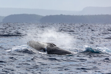 Obraz premium A humpback whale (Megaptera novaeangliae) surfaces and exhales a plume of mist.