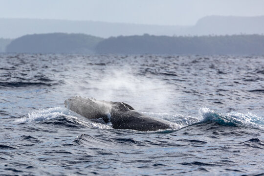 A humpback whale (Megaptera novaeangliae) surfaces and exhales a plume of mist.