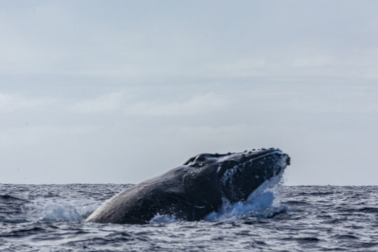 A humpback whale (Megaptera novaeangliae) breaches the ocean surface.