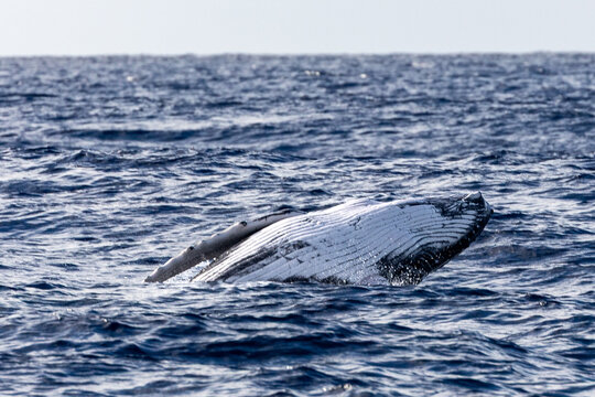 A humpback whale (Megaptera novaeangliae) surfaces in the ocean.