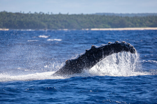 Humpback whale (Megaptera novaeangliae) fluke splashing in the ocean.