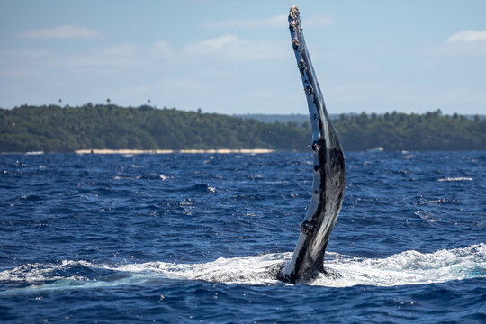 A humpback whale (Megaptera novaeangliae) breaches in the ocean near a tropical island.