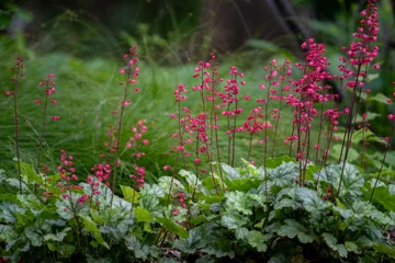 Pink Heuchera Coral Bells Rising Above Silver Foliage in Garden © World Travel Photos