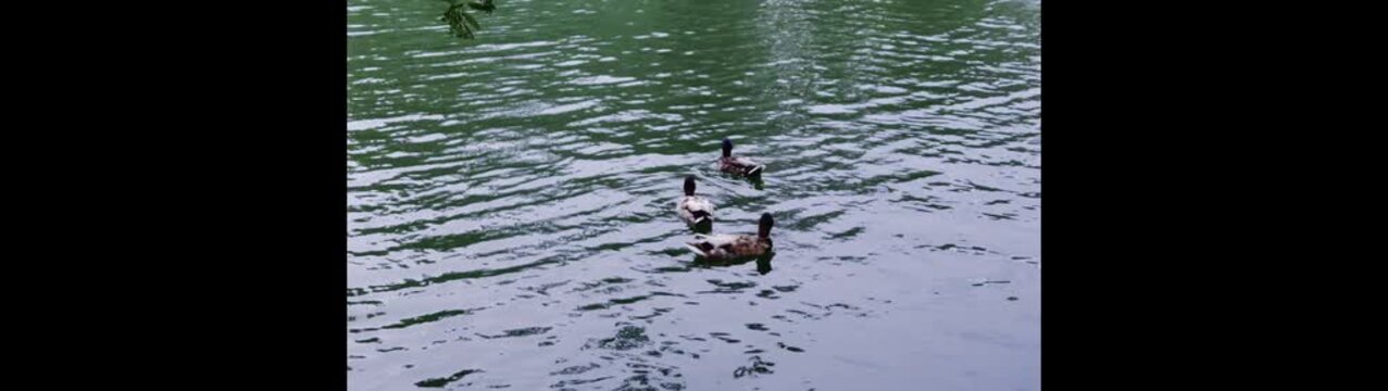 cute duck in river 