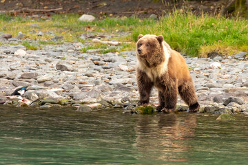 Young grizzly bear cub, Ursus arctos horribilis, scouting for salmon along banks of river. © Pete Niesen Photo
