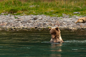 Dripping young grizzly bear cub, Ursus arctos horribilis, scouting for salmon along banks of river. © Pete Niesen Photo