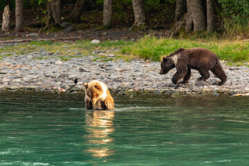 2 Young grizzly bear cubs, Ursus arctos horribilis, eating their salmon catch along banks of river. © Pete Niesen Photo