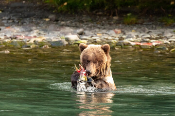 Young grizzly bear cub, Ursus arctos horribilis, fishing in river catches a salmon © Pete Niesen Photo